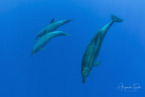 Dolphins in the Blue, Roca Partida México by Alejandro Topete 
